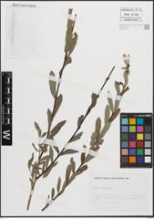 Foto von Salix purpurea L.